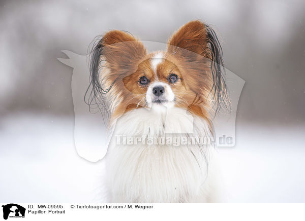 Papillon Portrait / MW-09595