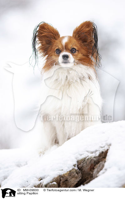 sitting Papillon / MW-09600