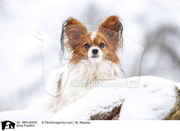 liegender Papillon / lying Papillon / MW-09603