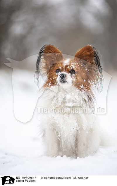 sitting Papillon / MW-09617