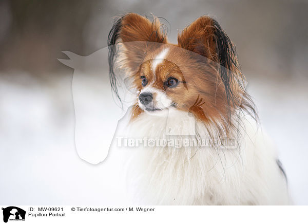 Papillon Portrait / MW-09621