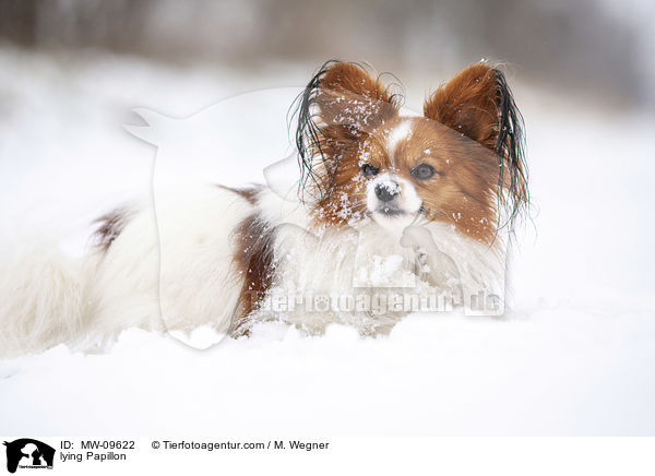 lying Papillon / MW-09622