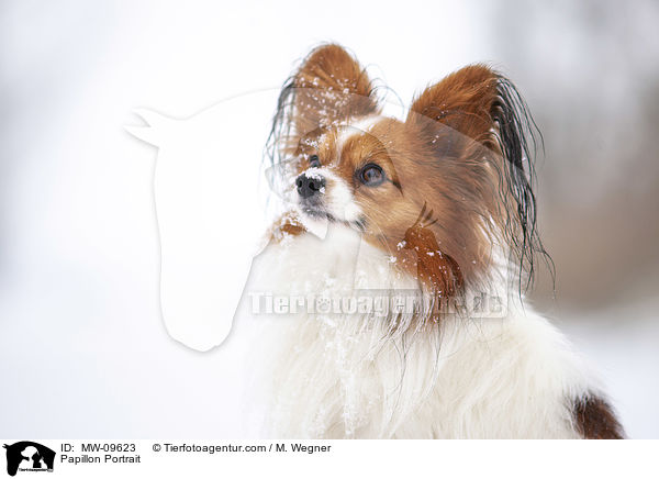 Papillon Portrait / MW-09623