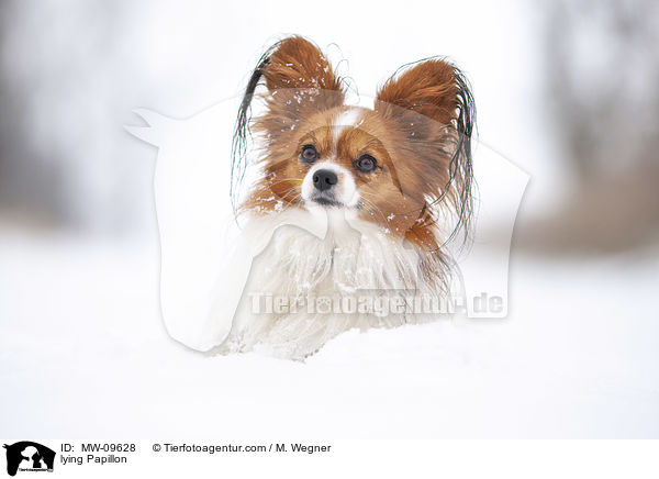 lying Papillon / MW-09628