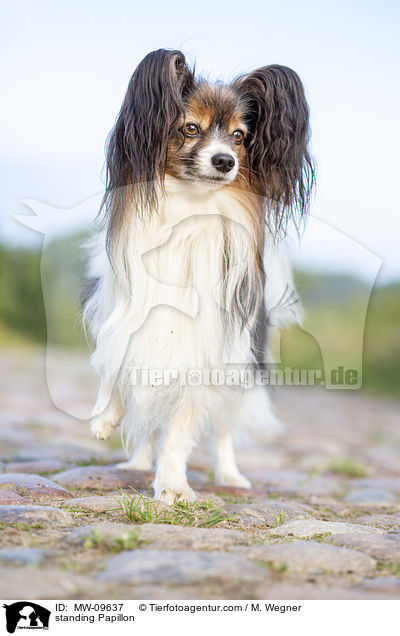 standing Papillon / MW-09637