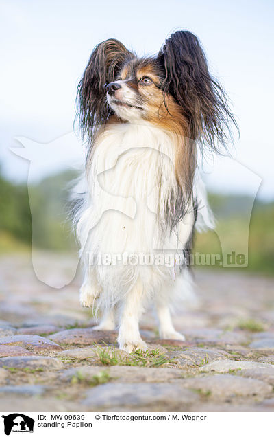 standing Papillon / MW-09639