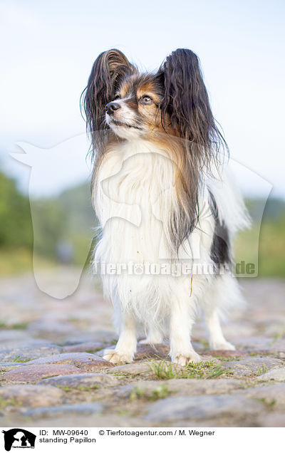 standing Papillon / MW-09640