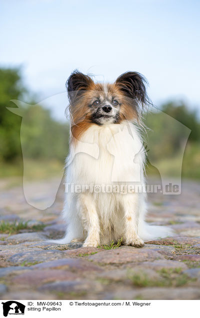 sitting Papillon / MW-09643