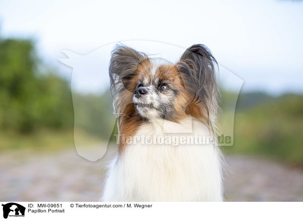 Papillon Portrait / MW-09651