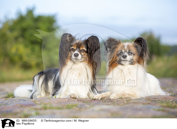 two Papillons / MW-09655