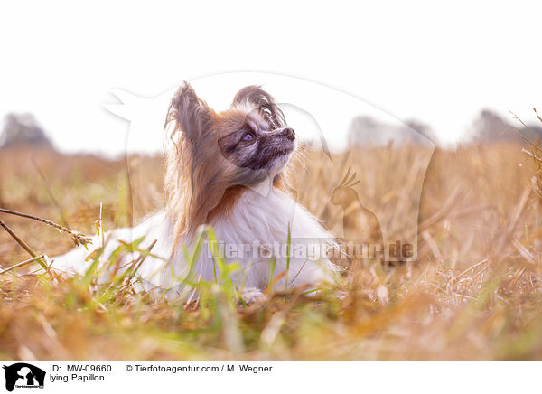 lying Papillon / MW-09660