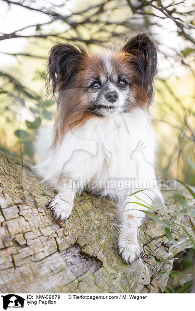 lying Papillon / MW-09679