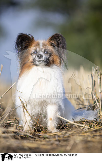 sitting Papillon / MW-09680