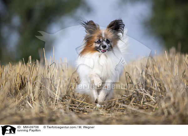 running Papillon / MW-09706
