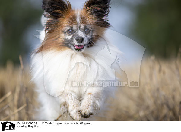 rennender Papillon / running Papillon / MW-09707
