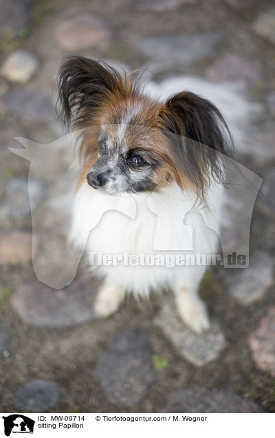 sitzender Papillon / sitting Papillon / MW-09714