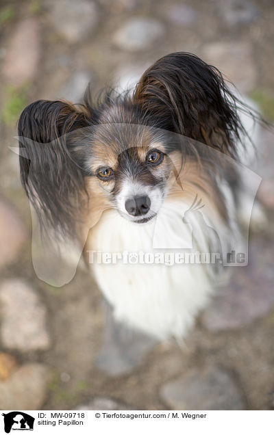 sitting Papillon / MW-09718