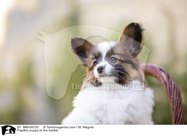 Papillon puppy in the basket / MW-09725