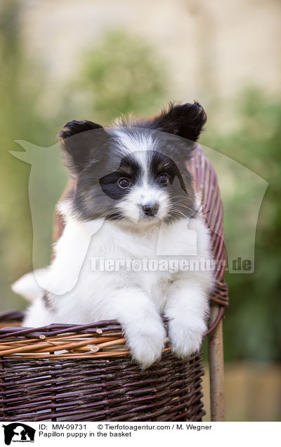 Papillon Welpe im Krbchen / Papillon puppy in the basket / MW-09731