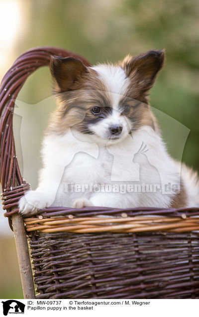 Papillon Welpe im Krbchen / Papillon puppy in the basket / MW-09737