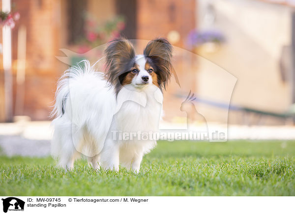 standing Papillon / MW-09745