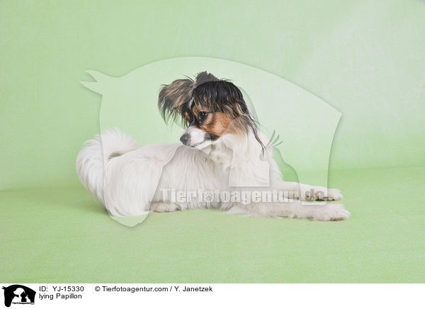 lying Papillon / YJ-15330