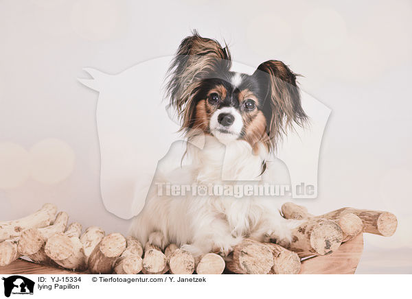 liegender Papillon / lying Papillon / YJ-15334