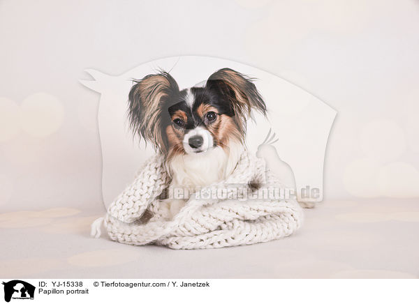 Papillon portrait / YJ-15338