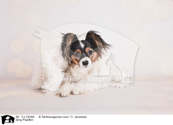 lying Papillon / YJ-15348