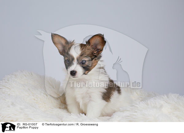 Papillon Welpe / Papillon Puppy / RG-01007