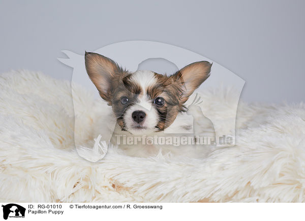 Papillon Welpe / Papillon Puppy / RG-01010
