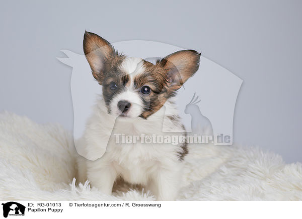 Papillon Welpe / Papillon Puppy / RG-01013