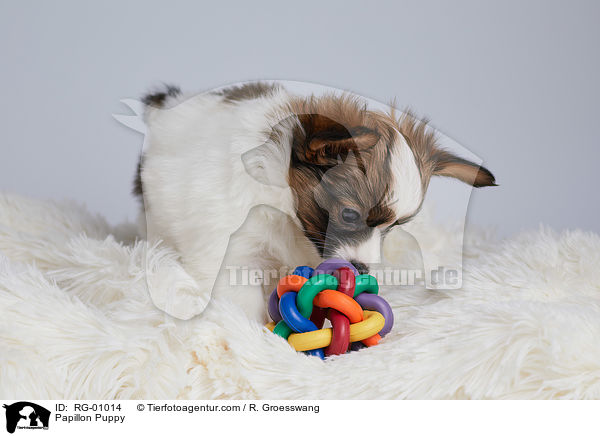Papillon Welpe / Papillon Puppy / RG-01014