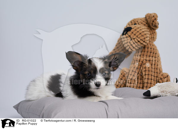 Papillon Welpe / Papillon Puppy / RG-01022