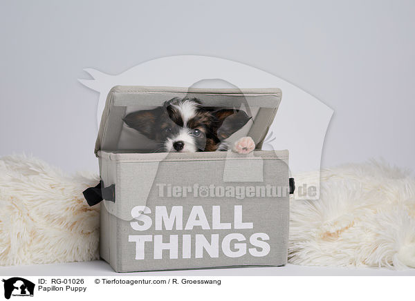 Papillon Welpe / Papillon Puppy / RG-01026