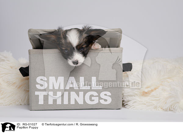 Papillon Welpe / Papillon Puppy / RG-01027