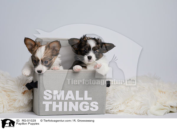 Papillon Welpen / Papillon Puppies / RG-01029