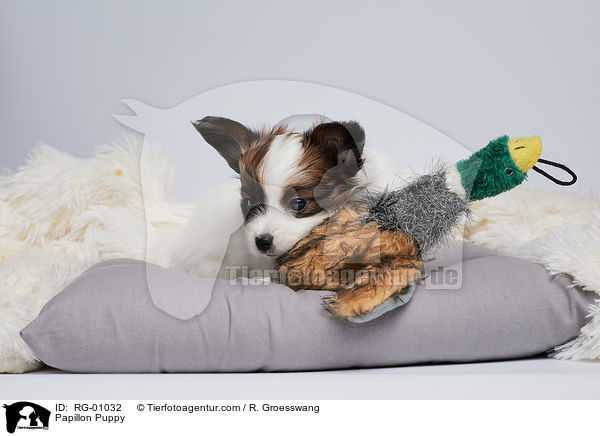 Papillon Welpe / Papillon Puppy / RG-01032