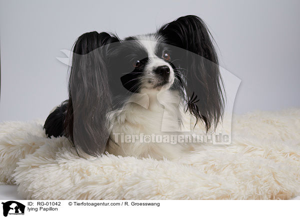 liegender Papillon / lying Papillon / RG-01042