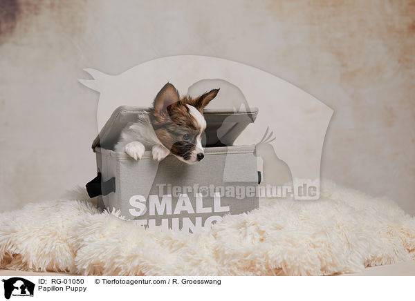 Papillon Welpe / Papillon Puppy / RG-01050