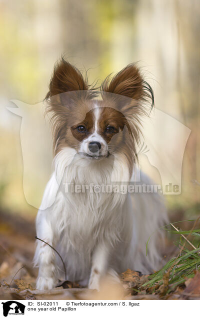 einjhriger Papillon / one year old Papillon / SI-02011