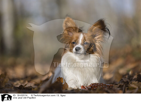 einjhriger Papillon / one year old Papillon / SI-02014