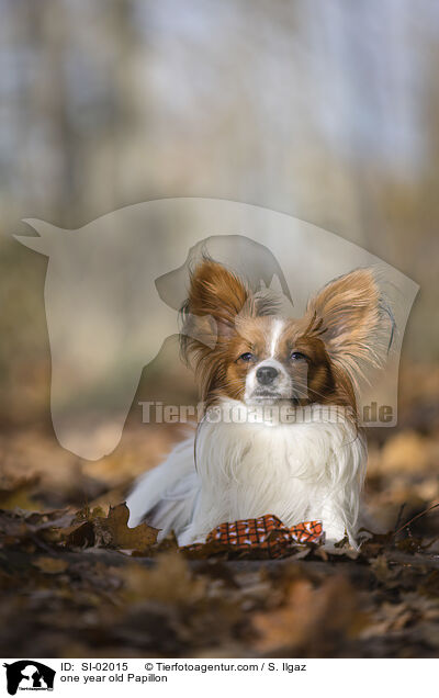 one year old Papillon / SI-02015