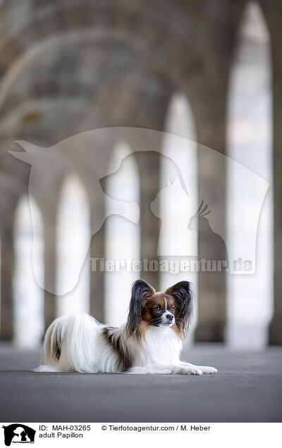 ausgewachsener Papillon / adult Papillon / MAH-03265