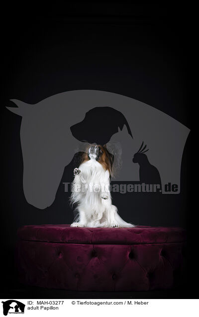 adult Papillon / MAH-03277