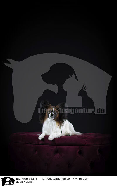 ausgewachsener Papillon / adult Papillon / MAH-03278