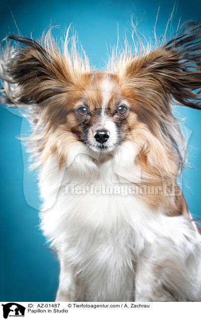 Papillon in Studio / AZ-01487