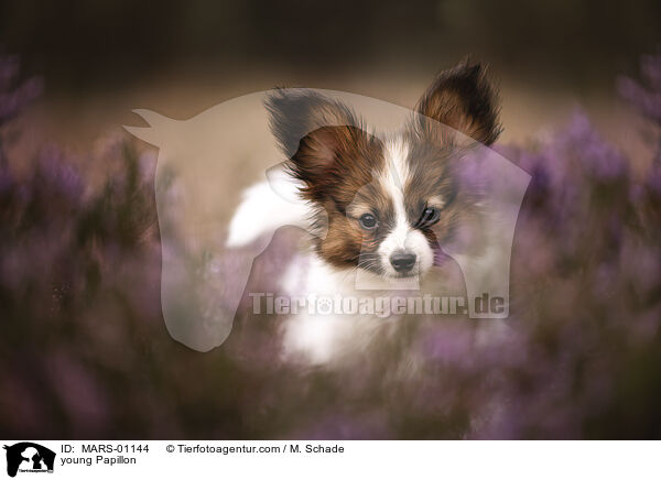 junger Papillon / young Papillon / MARS-01144