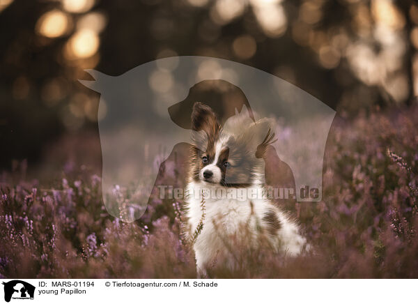 junger Papillon / young Papillon / MARS-01194