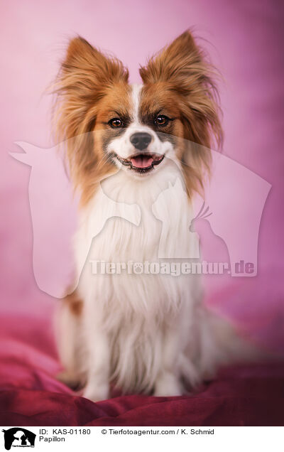 Papillon / KAS-01180
